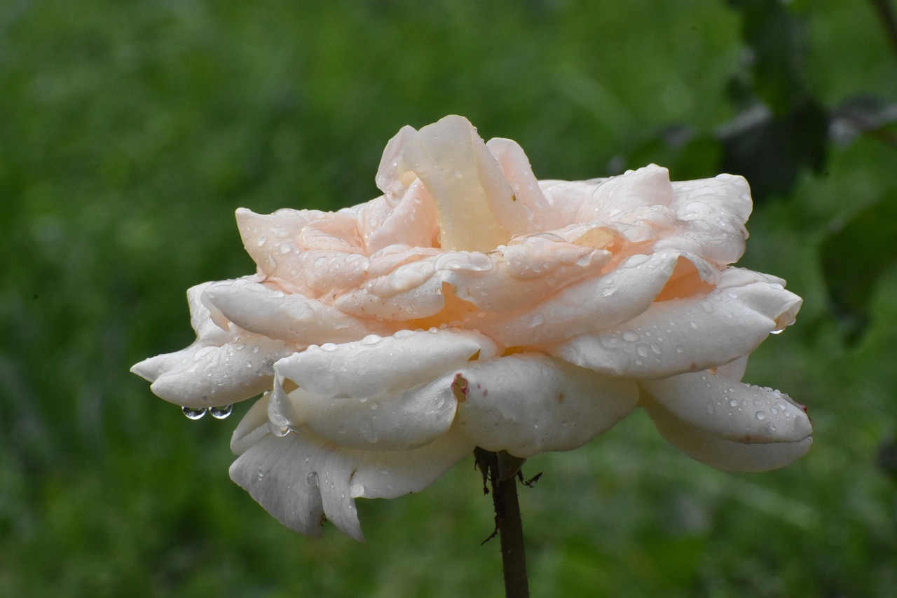 德誠(chéng)花園最新動(dòng)態(tài)揭秘，未來(lái)美好藍(lán)圖展望