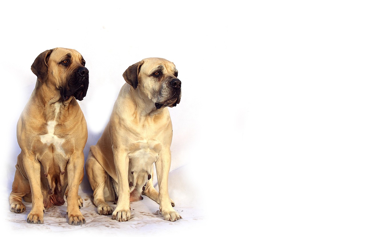 最新比特犬買賣信息大揭秘，市場趨勢、品種特點(diǎn)與購買指南